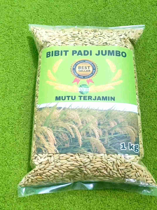 Bibit Padi Unggul Umur Pedek Terbaru Benih Padi Merah Jenis Padi Jumbo