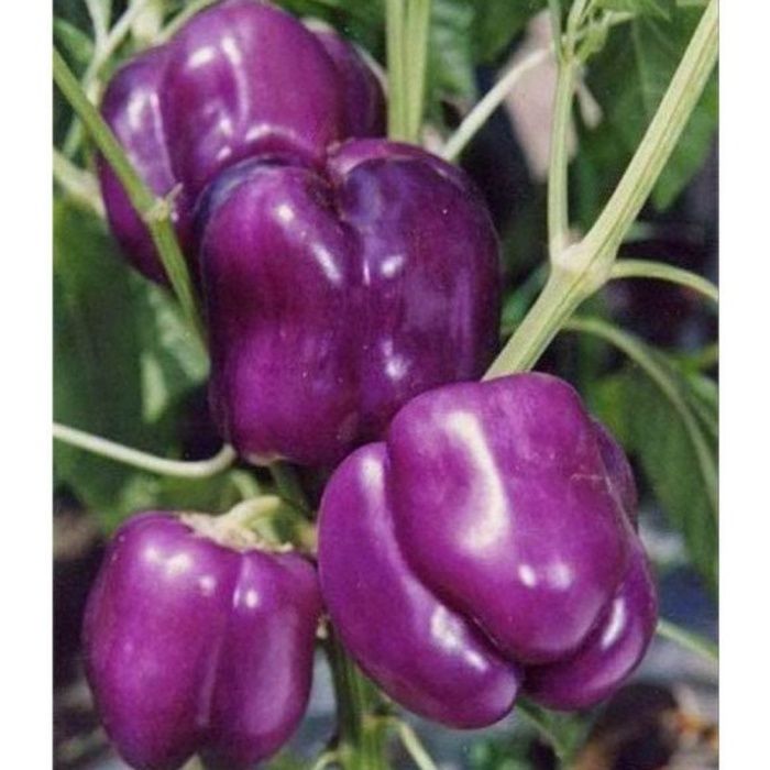 10 Benih Sayuran Paprika Ungu F1 Purple Star Bibit Sayuran Lazada