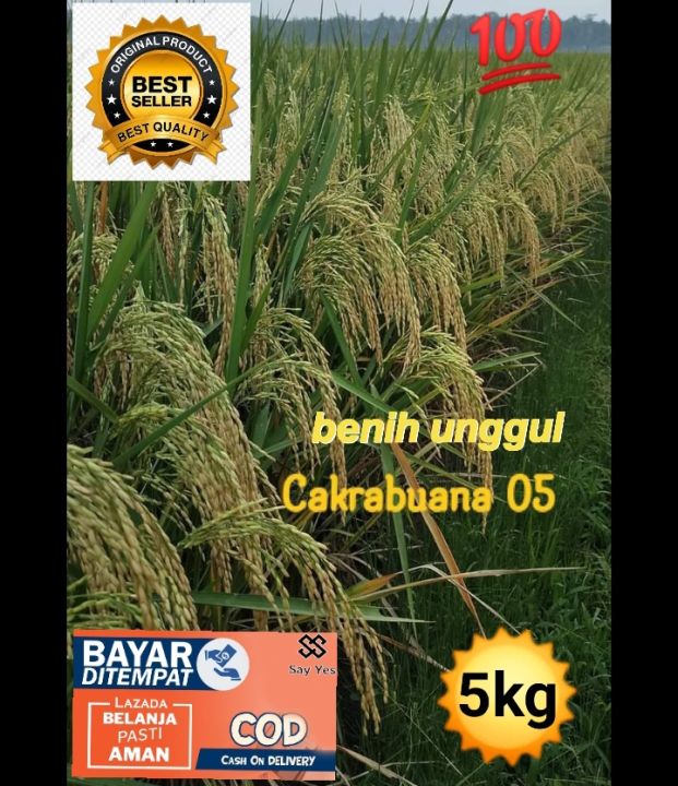 Benih Padi Unggul CAKRABUANA 05 5kg Lazada Indonesia