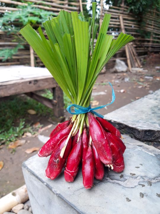 Bawang Dayak Segar Per Kg Lazada Indonesia