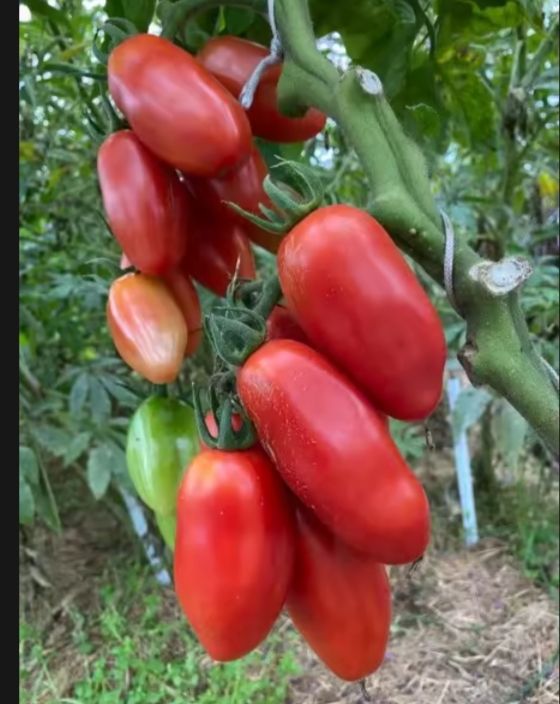 Biji Benih Tomat San Marzano Isi Butir Lazada Indonesia