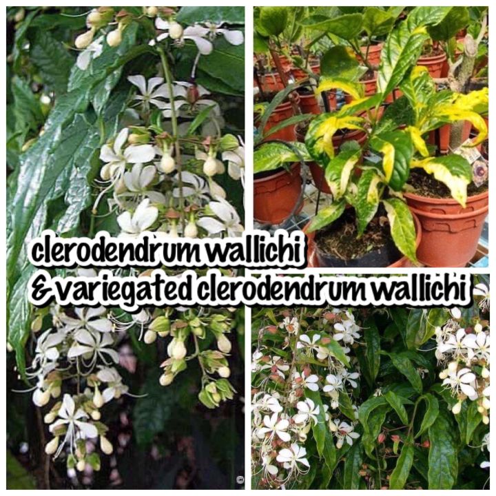 Pokok Bunga Clerodendrum Wallichi Bridal Veil Air Mata Pengantin