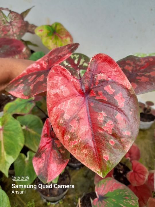 Tanaman Hias Keladi Caladium Nebula Hybrid Dwi Warna X Ymk Hybrid Aks