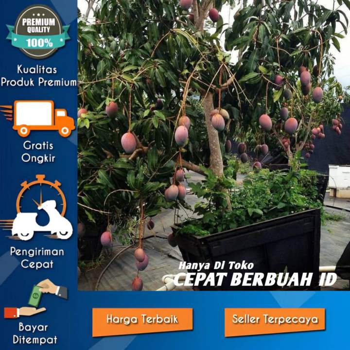 BELI 1 DAPAT 4 Bibit Mangga Miyazaki Okulasi Lazada Indonesia