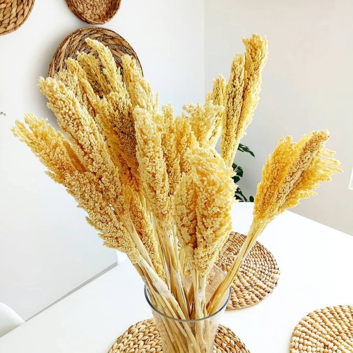 Dried Flower Cantel Bunga Kering Cantel Sorgum Tanaman Artificial