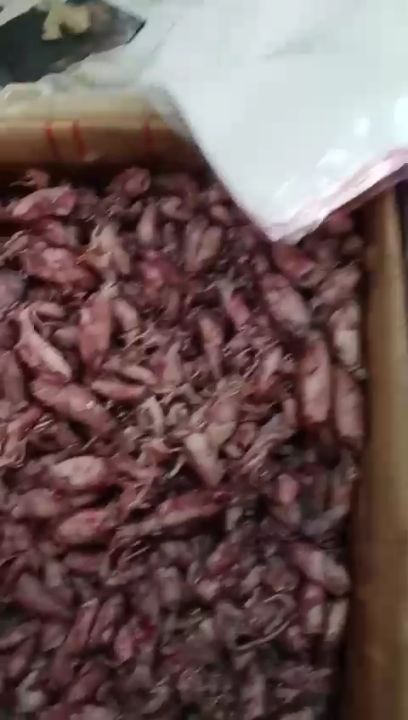 Ikan Asin Cumi Sotong Rebus Kg Fresh Lazada Indonesia