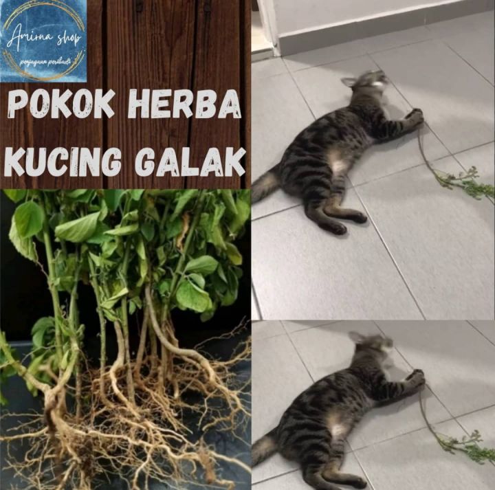 POKOK HELBA KUCING GALAK UNTUK KESIHATAN KUCING Lazada