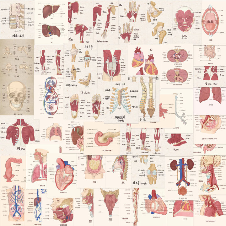 Human Body Organ Stickers Pcs Human Anatomy Waterproof Vinyl Decals