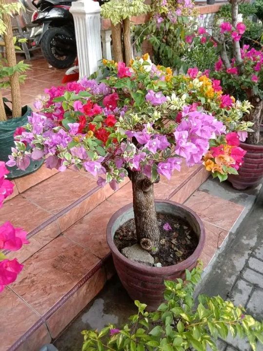 Tanaman Hias Bugenvil Bunga Kertas Variegata Bahan Bonsai Lazada