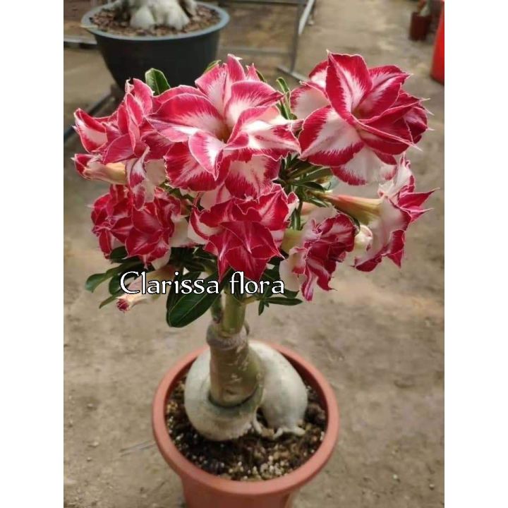 Tanaman Hias Adenium Bunga Tumpuk Cakra Like Lazada Indonesia