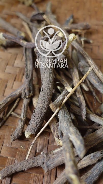 Akar Atau Kayu Legi Kering 1kg Asli Hutan Lazada Indonesia