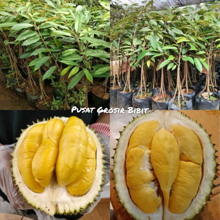 Bibit Durian Montong Kaki Okulasi Cepat Buah Dan Bisa Berbuah Pendek