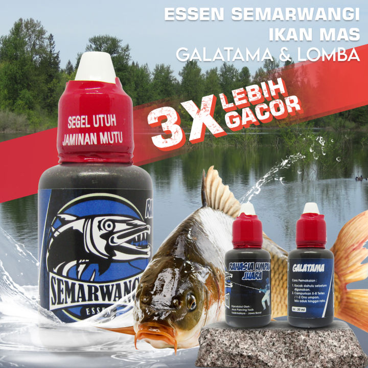 Essen Ikan Mas Mancing Galatama Lomba Induk Babon Anti Boncos Cocok