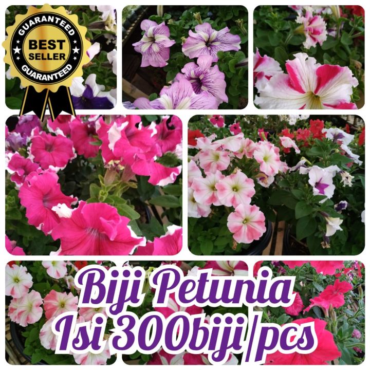 Biji Bunga Petunia Isi 100 Pcs Flower Seeds Benih Tanaman Hias Taman