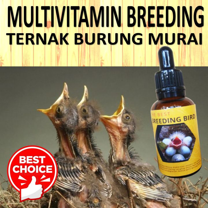 Vitamin Ternak Burung Murai Batu Cepat Birahi Vitamin Breeding Burung