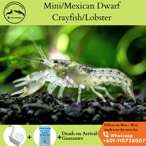 Mini Mexican Dwarf Brazos Dwarf Lobster Cambarellus Texanus Lazada