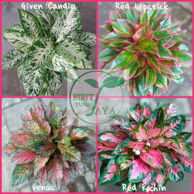 Paket Bibit Bunga Hias Aglaonema Cantik Lazada Indonesia