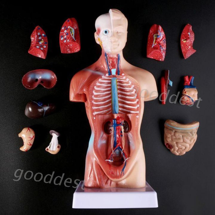 Uni Human Torso Body Anatomy Anatomical Model Internal Organs Skeleton