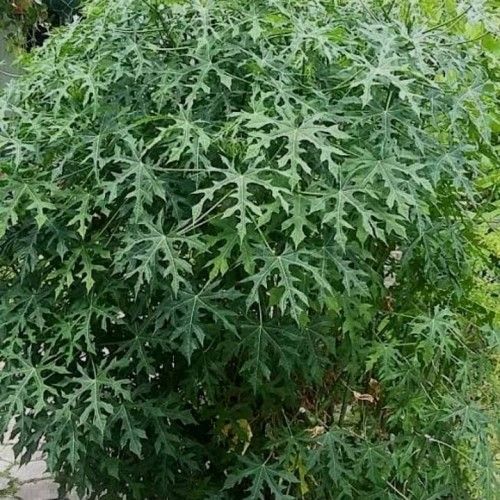 Daun Pepaya Jepang Herbal Segar Gram Lazada Indonesia