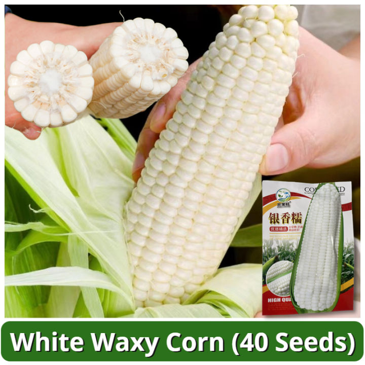 High Yield White Corn Seeds Seed Sweet Glutinous Corn Seeds Hybrid