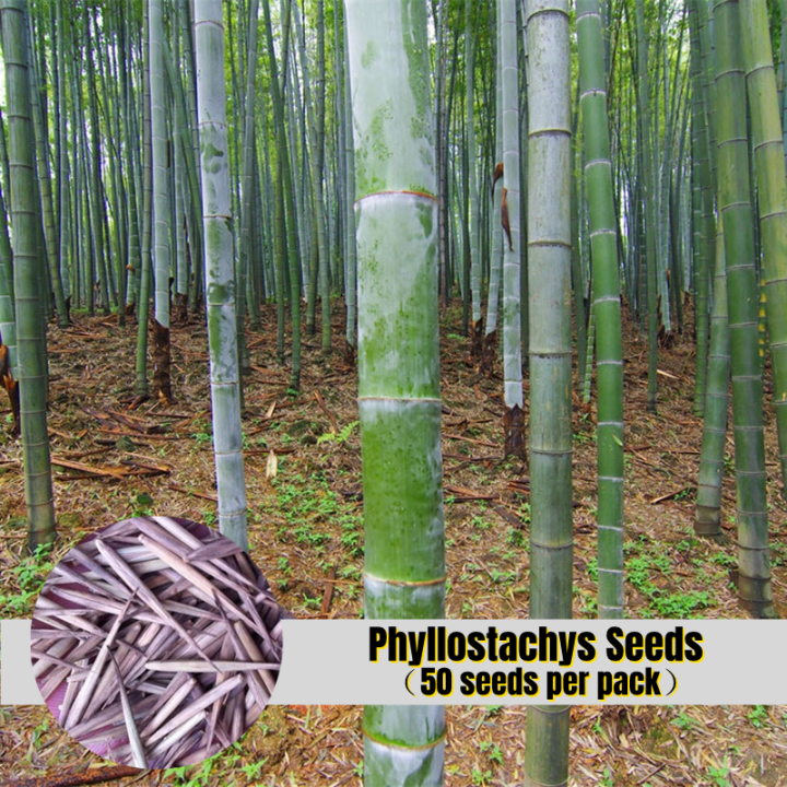 Fast Growing Pcs Anxi Pubescens For Planting Moso Bamboo Plants