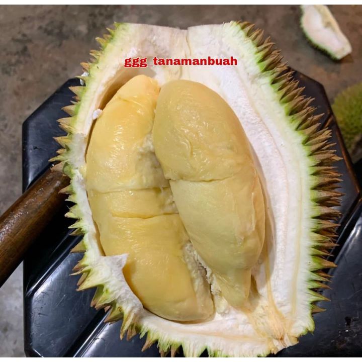 Bibit Durian D Super Okulasi Cepat Berbuah Lazada Indonesia