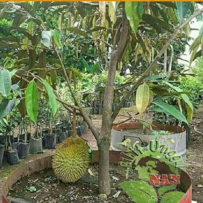 Bibit Durian Montong Okulasi Super Bisa Di Tanam Tabulampot Lazada