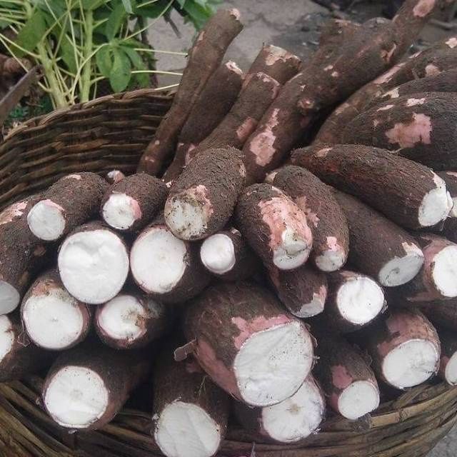 Singkong Coklat Kulit Ungu Empuk Dan Tidak Pahit 1 Kg Singkong Mentah