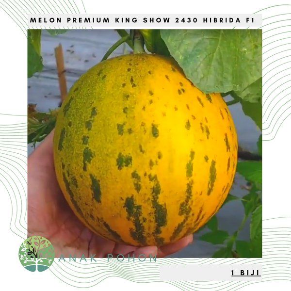 Benih Bibit Biji Melon Premium King Show Hibrida Seeds Lazada PH