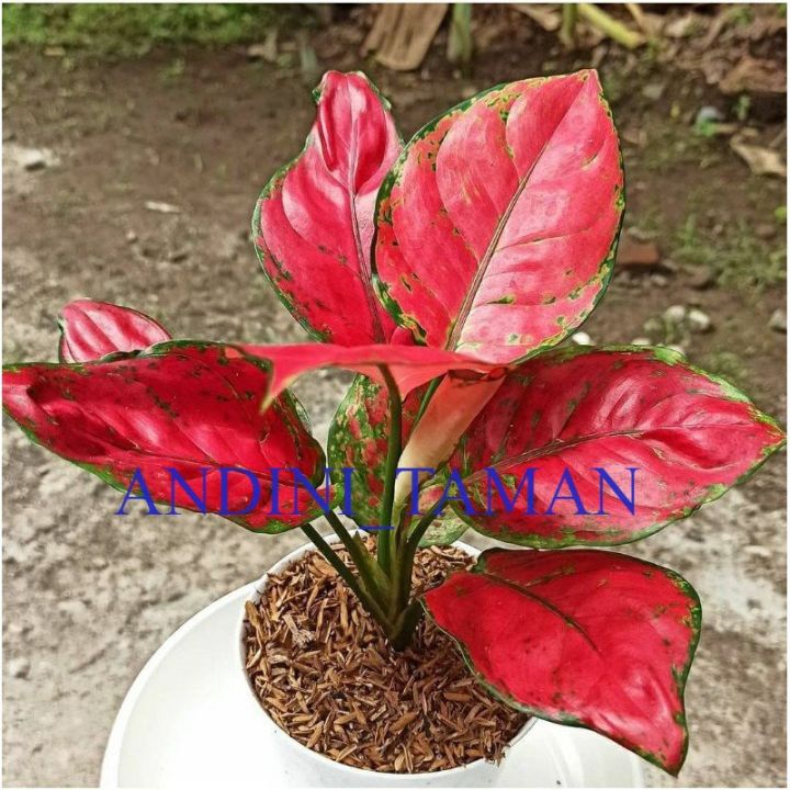 Tanaman Hias Aglonema Red Anjamani Lazada Indonesia