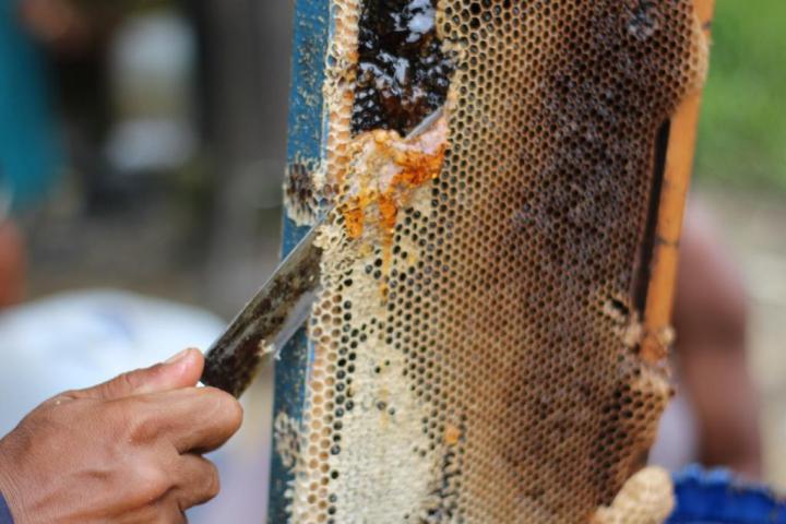 Madukarta Madu Asli Murni Alami Akasia Acacia Mangium Acacia