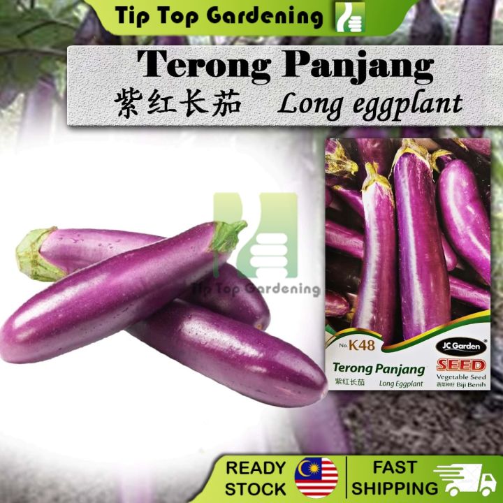 K Long Eggplant Jc Garden Vegetable Seed Biji Bennih Terong Panjang