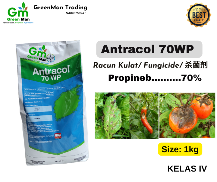 Kg Antracol Propineb Wp Racun Kulat Fungicide Bayer Lazada