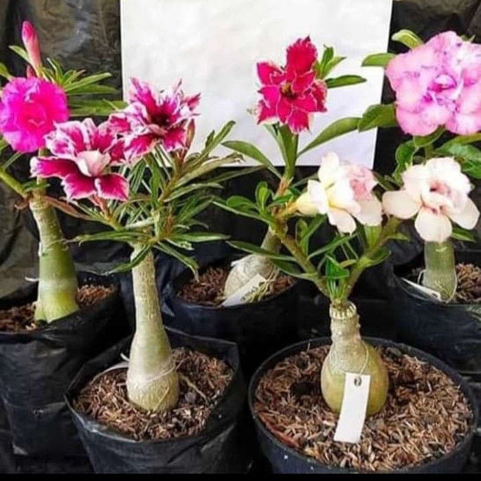 Promo Paket 5 Tanaman Hias Adenium Bunga Tumpuk Kamboja Jepang