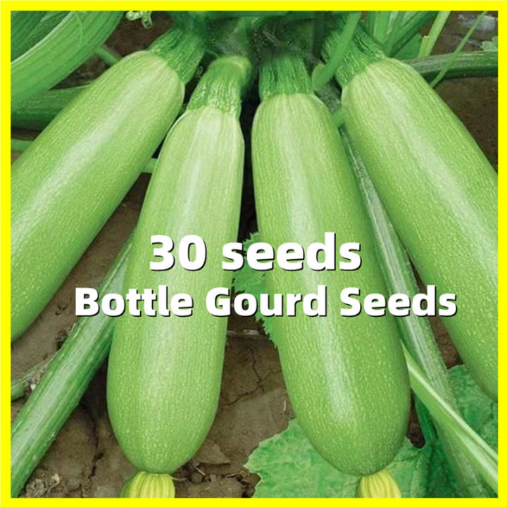 Bottle Gourd Seed High Germination Seeds Zucchini Seeds For