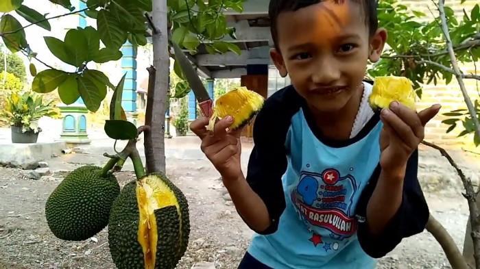 Nangka Mini Madu Super Bibit Tanaman Hias Buah Tambulampot EE44