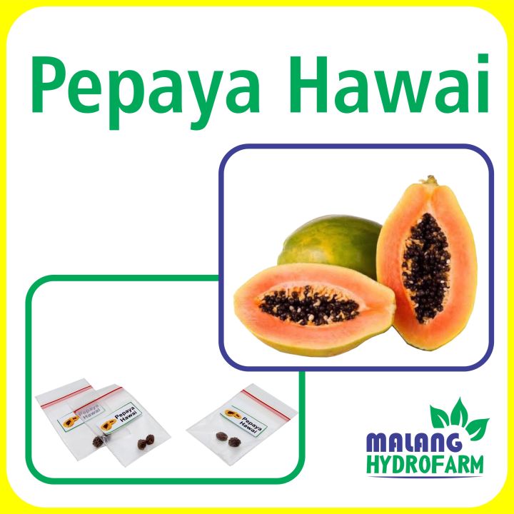 Benih Pepaya Hawai Unggulan Berkualitas Bibit Biji Repack Buah Buahan