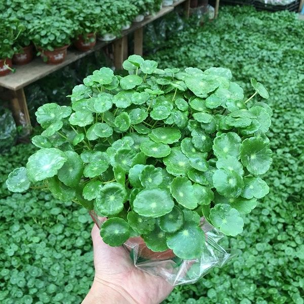 Ready Stock Pcs Copper Grass Pilea Seeds Cold Water Flower Seeds