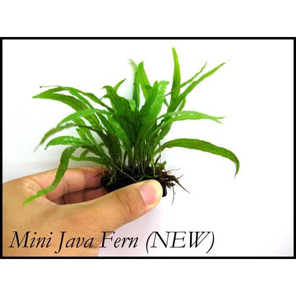 Mini Java Fern (Microsorum Narrow Mini) 迷你铁皇冠 [Driftwood] - aquarium ...