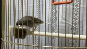 Versele-Laga NutriBird C15 1kg (original Bag) parrot bird feed