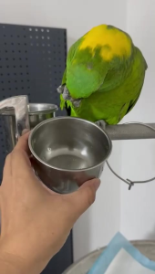 ZuPreem Natural Avian Diets for parrot bird feed