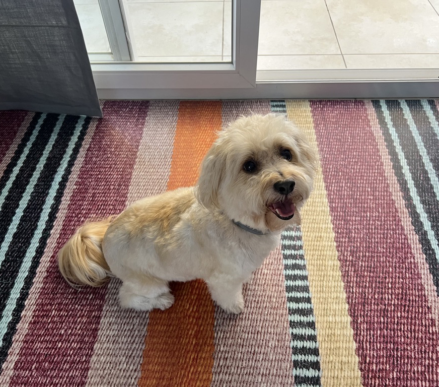 ALFOMBRAS VINILICA PVC SALON DORMITORIO COCINA BAÑO PASILLO IMITACION YUTE ALTA CALIDAD PLANO ANTIACAROS AMORTIGUAN RUIDO DISEÑO EXCLUSIVO IMITACION TEJIDO NATURAL FACIL LIMPIEZA ANTIDESLIZANTE MASCOTAS NIÑOS RECICLABLE REF ANA DURAN CASITO - 1