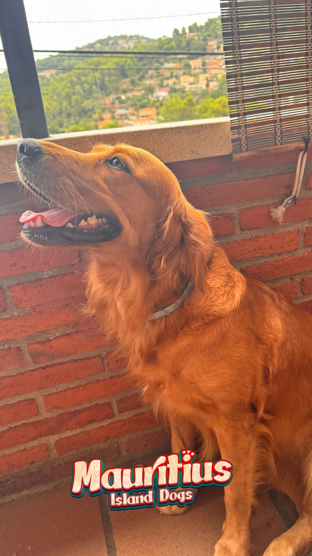 Champú Seco 500ML Espuma Mango & Papaya Sin Enjuague para Perro y Gato | Secado Rápido e Ingredientes Naturales | Hipoalergénico Piel Sensible Antiparasitario Dermatitis Hidratante y Desodorante - 1