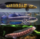 MIGUEL PETSHOP N AQUATIC