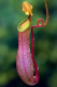 Nepenthes_James