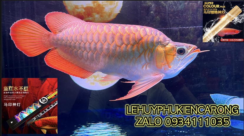 LEHUYPHUKIENCARONG