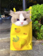 ซันจิเพ็ทช็อป