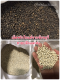 พริกไทเม็ดจันทบุรี ขายปลีกและส่ง