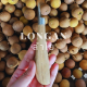 Longan Lamphun