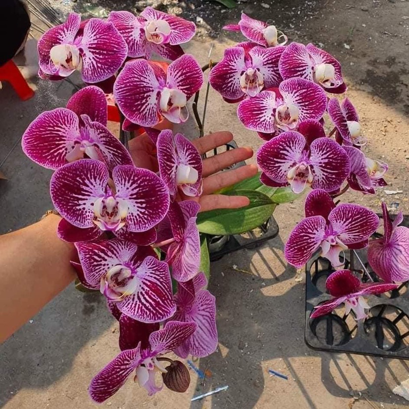 Viện Giống Cây Trồng